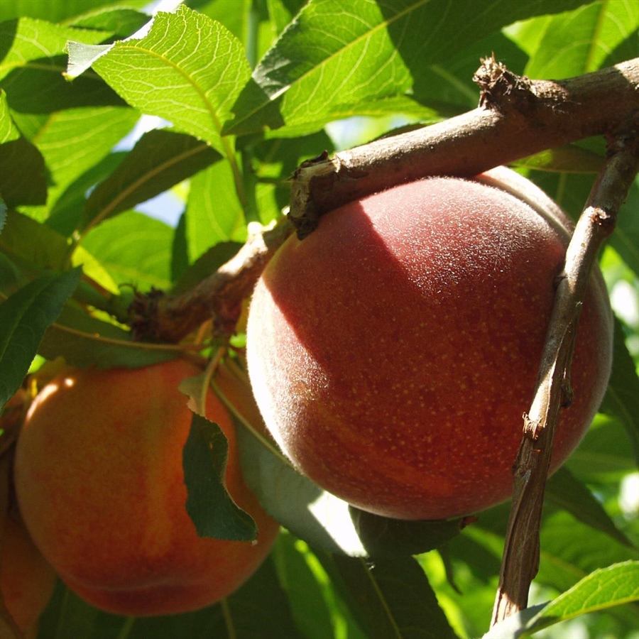 Volpedo Frutta, una cooperativa che va lontano insieme ai suoi soci