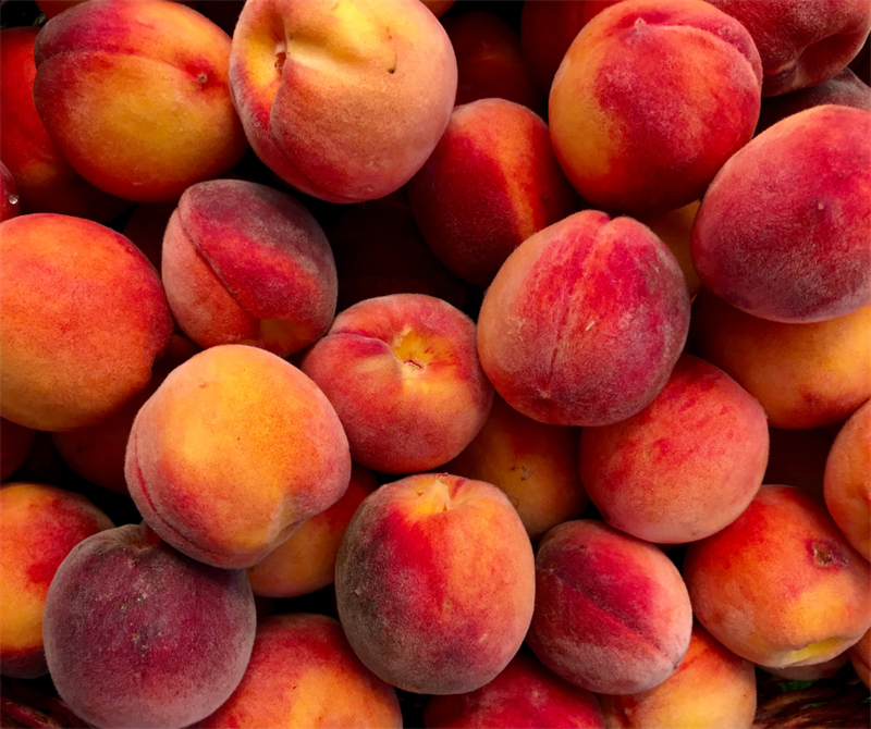 Un’estate di qualità per la frutta piemontese: raccolte promettenti e nuove sfide