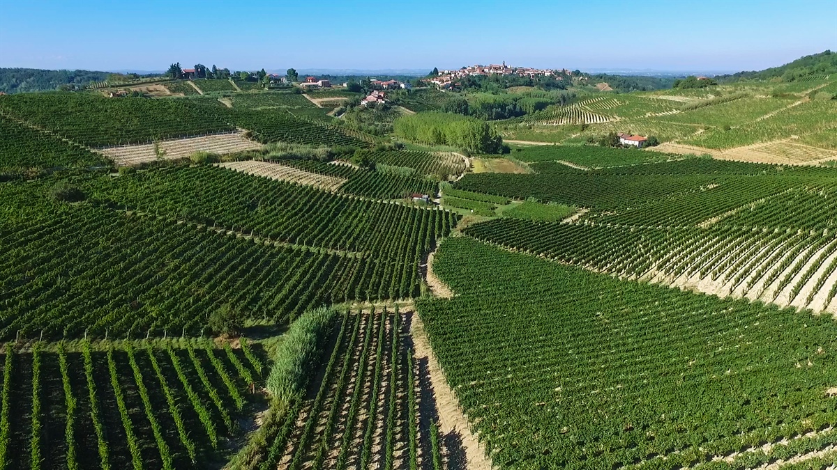 Qualità e diversificazione: da qui passa il futuro del vino cooperativo