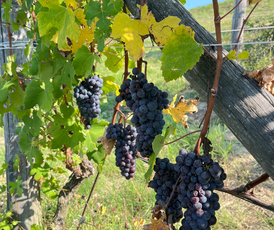 Vendemmia 2025: il racconto della cooperazione vitivinicola piemontese