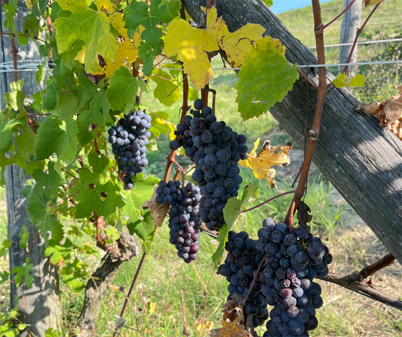 Vendemmia 2025: il racconto della cooperazione vitivinicola piemontese